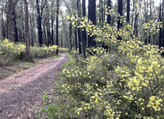 Casey Expands Environmental Volunteer Program with 10 New Reserves