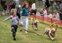 Tails wagging for basset hound racing