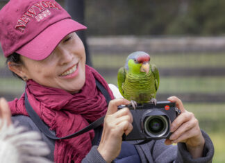 A treat of Wings and Roses