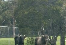 Bulls on parade in Pakenham