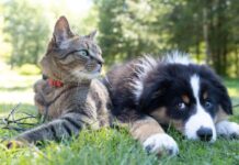 Labor’s pet tax hike ruffles the fur of pet owners