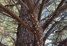 Casey to remove Berwick trees due to infestation of invasive insect