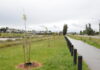Trees to honour those lost