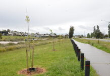 Trees to honour those lost