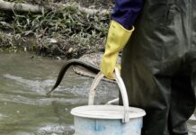Eels ahoy in Dandenong