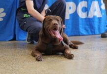 RSPCA’s top tips to keep your pet safe this Christmas