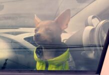 Summer warning: 200-plus callouts for kids, pets locked in cars