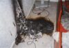 Fire chiefs warn of electrical dangers