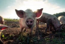 Real risks posed by prohibited pig feed
