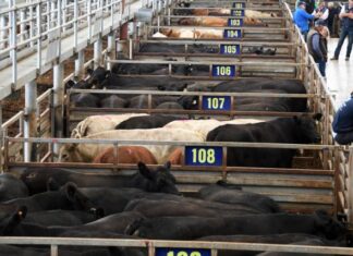 Leongatha sold, VLE comes to an end