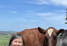 Australia’s dairy cows staying longer in the herd