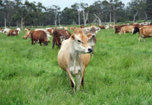 Help shape the future of food and agribusiness in Cardinia Shire