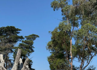 Suspended driver blows 0.177% in Cardinia