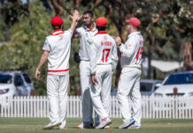 Swans in striking position