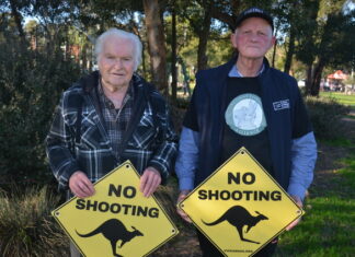 ‘A mockery’: Kangaroo shooting continues during bushfires