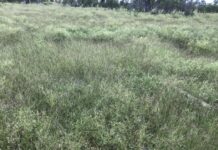 Watch out for parthenium weed in interstate fodder