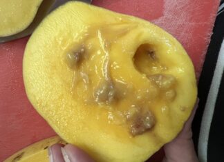 Queensland Fruit Fly infiltrates Yarra Ranges