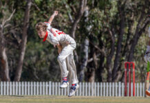 Swans in promising pose