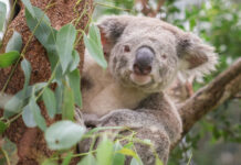 New population discovered