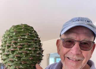 About Town: Huge cones and Teddy returns in Berwick